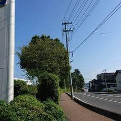 【京都】植栽剪定協力業者求む　個人歓迎