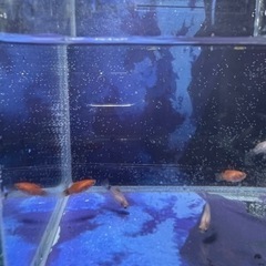 熱帯魚　早い者勝ち　ミッキーマウスプラティ稚魚　ミッキー模様がつ...