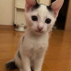 2ヶ月くらい 白黒の女の子【元捨て猫】