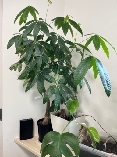 パキラ　ミルキーウェイ　斑入り