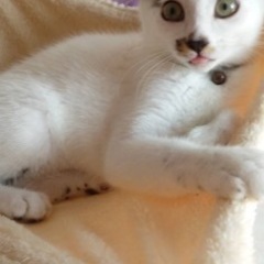 里親決定☆子猫3ヶ月　白キジ　男の子☆