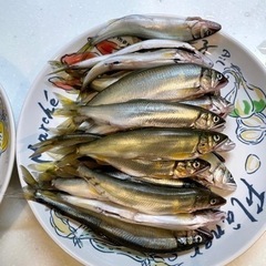 女性も同行👩　初心者向け稚アユ釣りツアー