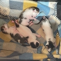 産まれたての子猫の里親さんを探しています。