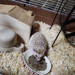 ハリネズミ(オス)譲ります