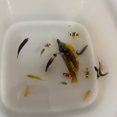 海水魚 激安