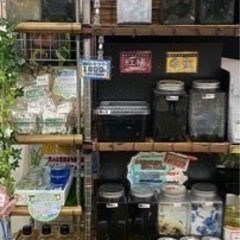 【城めだか】🐟‪˜˷本日のラインナップ🐟🤍