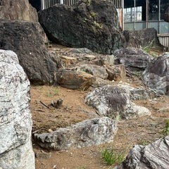 大石の画像