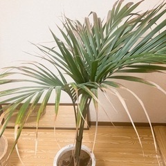 【無料】観葉植物⭐️ヤシの植物⭐️