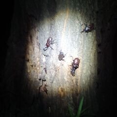 野外採集!　カブトムシ!　クワガタもの画像