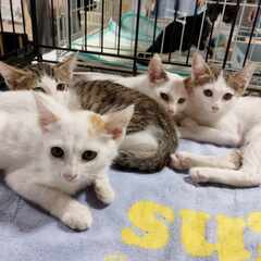 in瀬戸市☆続続続・何と子猫が５０匹～の超子猫大祭！☆2023年...