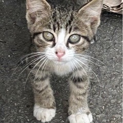 元気で甘えん坊なソックスちゃん