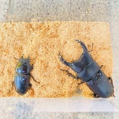 【配送/2023年 新成虫ペア⑤ 】能勢YGオオクワガタ 異腹ペ...