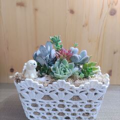 ★多肉植物寄せ植え 111★