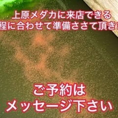 上原メダカ🐢　ミジンコ購入で爆食エサプレゼント‼️ - 展示会