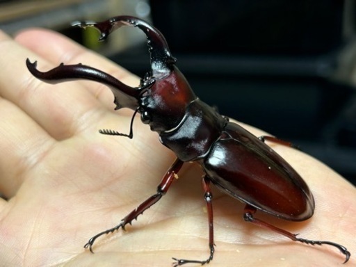 【お取引き先様決定】フォルスターフタマタクワガタ亜種ニシ　即ブリペア