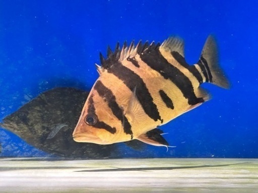 ダトニオプラスワン　リアルバンド　シミ有り±24cm