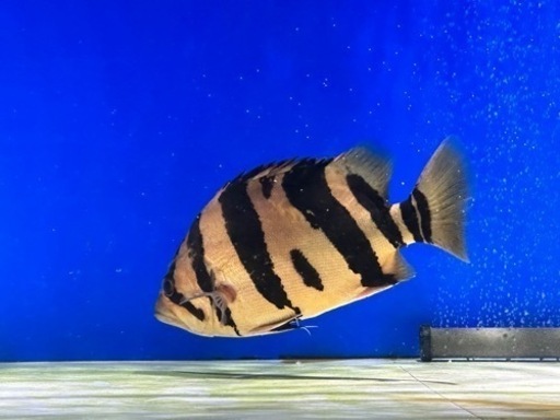 ダトニオプラスワン　リアルバンド　シミ有り±24cm