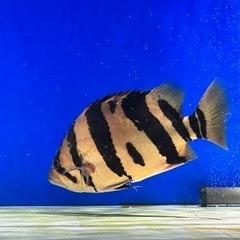 ダトニオプラスワン　リアルバンド　シミ有り±24cm