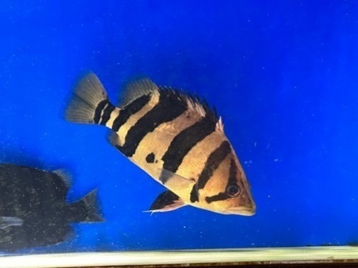 ダトニオプラスワン　リアルバンド　シミ有り±24cm