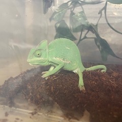 エボシカメレオンのペア