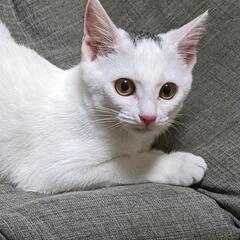 子猫の里親さんを探していますm(_ _)m