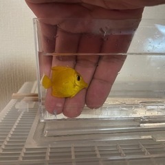 キイロハギ&ゴマハギ黄化個体の画像