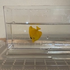 キイロハギ&ゴマハギ黄化個体