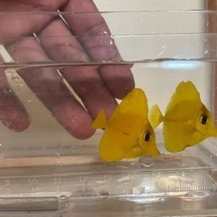 キイロハギ&ゴマハギ黄化個体の画像