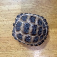 ロシアリクガメ
