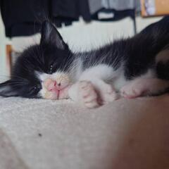 ハチワレ白ソックスの可愛い仔猫　里親さん緊急募集