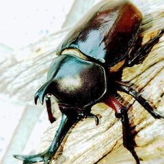 良型天然カブトムシ♂1♀3