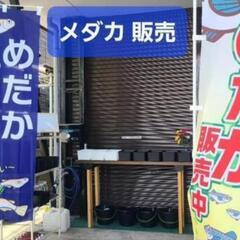 めだかすくい カブトムシ めだか販売