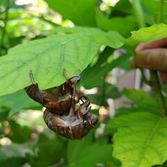 お庭の草抜き🎵