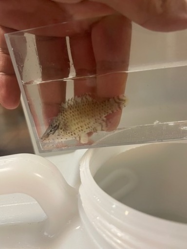 ナポレオンフィッシュ幼魚　メガネモチノウオ