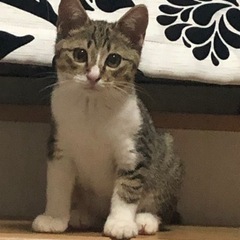 さば白のさばおです
