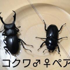 コクワガタ♂♀ペア