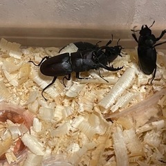 ノコギリクワガタ雄雌ペア