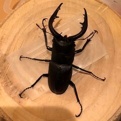 増量中★最終？★天然栃木産★スジ、コクワ★採取個体発送日迄追加あり