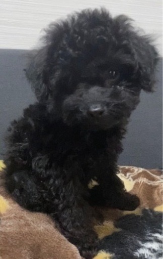 ティーカップ予想