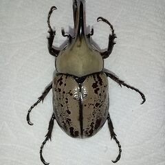 【即ブリ／♂♀ペア】グラントシロカブト新成虫（４）