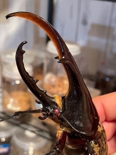 レッドアイ☆ヘラクレス【カブトムシ~クワガタ】