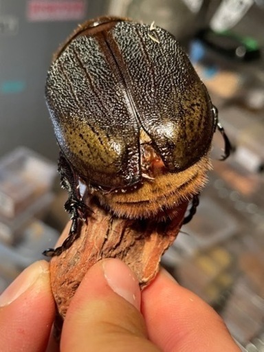 レッドアイ☆ヘラクレス【カブトムシ~クワガタ】