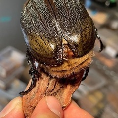 レッドアイ☆ヘラクレス【カブトムシ~クワガタ】