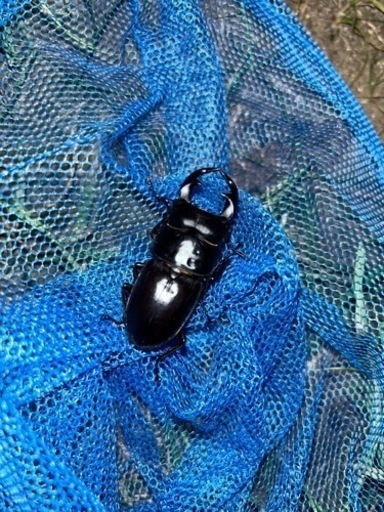 天然オオクワガタ佐賀県産オス♂2匹セット