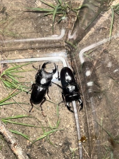 天然オオクワガタ佐賀県産オス♂2匹セット