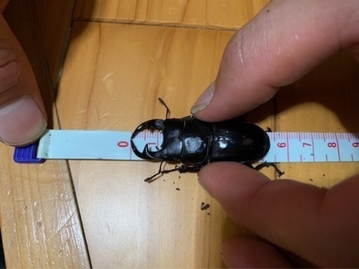 天然オオクワガタ佐賀県産オス♂2匹セット