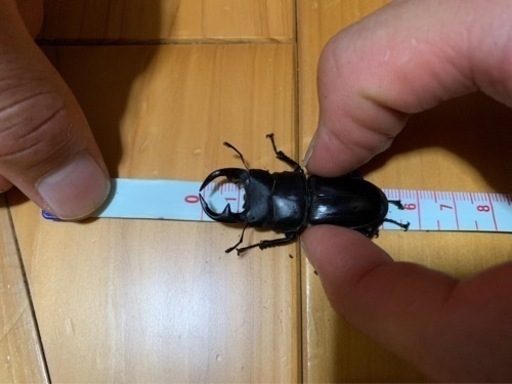 天然オオクワガタ佐賀県産オス♂2匹セット