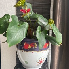 スペイン風の鉢カバー　差し上げます