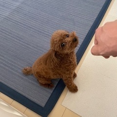 ［相談中］トイプードル4歳メス