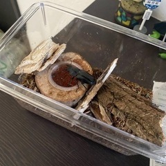 クワガタオス メス譲りますの画像